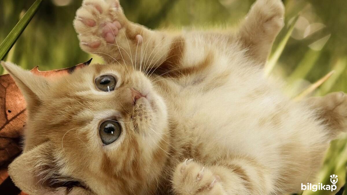 Göbeğime Dokunma!  Evcil Hayvanlar Kedi Bakımı